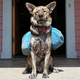 Illustration for article titled Adventure Tested: Ruffwear Approach Dog Pack